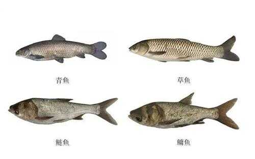 四大家鱼是哪四种(如何区分)